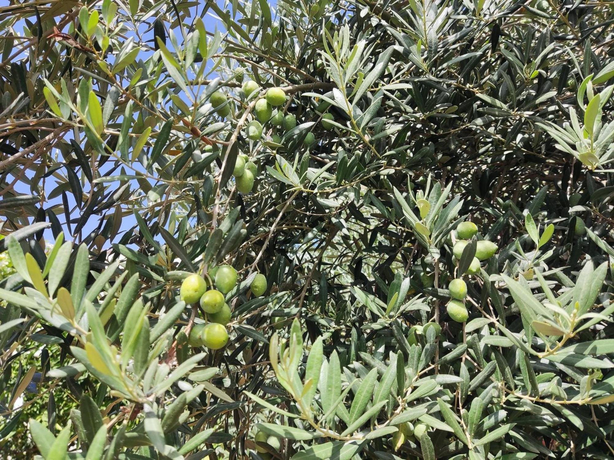 L'Araucaria Bnb Marsala Bagian luar foto